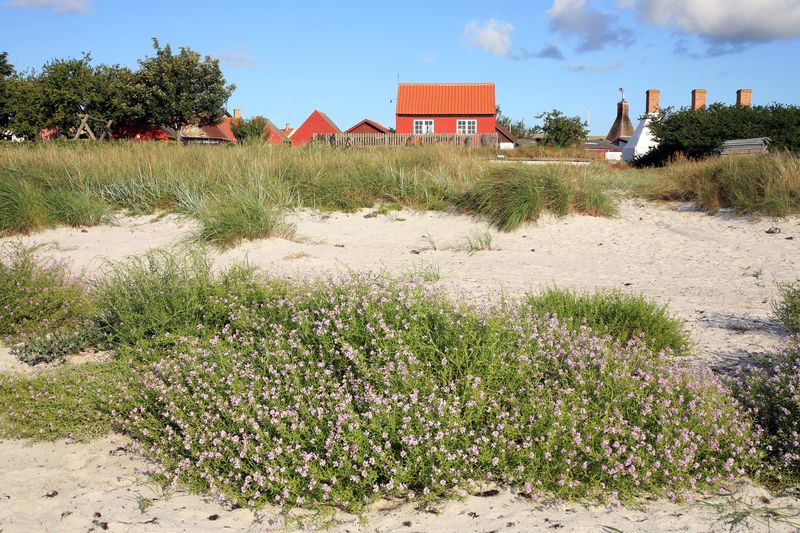 Ein malerisches Paradies an der dänischen Nordseeküste
